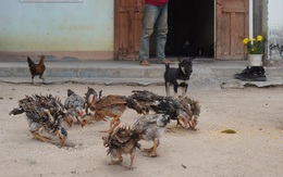 Gà lông mọc ngược giá 500.000 đồng một con