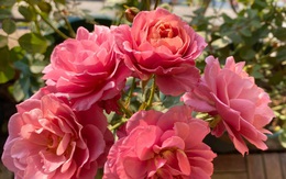 Mẹ Hà Nội chia sẻ bí quyết tự mua phụ kiện tạo nên vườn hồng đẹp mê ly ở ban công