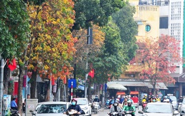 Những hàng cây rực rỡ lá vàng, lá đỏ trên đường phố Hà Nội