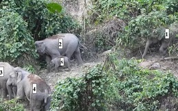 Lần đầu phát hiện đàn voi có cả voi con ở Quảng Nam