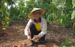 Hoa hậu H'Hen Niê mải mê thu hoạch rau trái trong vườn, rẫy