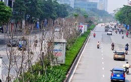 Hàng cây phong lá đỏ đường Trần Duy Hưng, Nguyễn Chí Thanh khô cằn, xơ xác đến thảm hại