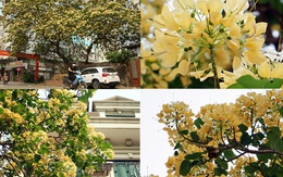 Mục sở thị cây hoa bún duy nhất có tuổi thọ 300 năm tuổi nở hoa đẹp nao lòng giữa Hà Nội