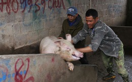 Bộ Nông nghiệp nói gì về chuyện thịt lợn trong nước không chịu xuống giá, “bất chấp” chỉ đạo của Chính phủ