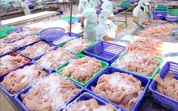 Hải sản giảm giá tới 50%, Hà Nội mong dân ‘giải cứu’ cá hồi, hàu