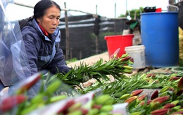 Hà Nội: Hoa tươi rẻ chạm đáy, nhiều nông dân Tây Tựu thua lỗ