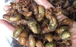 Ve sầu giá nửa triệu đồng/kg: Côn trùng thôn quê hạ cánh trên bàn nhậu