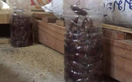 Cách diệt cả trăm con gián chỉ với một chai nhựa ai cũng muốn học theo