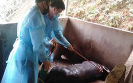 Bệnh dịch tả lợn châu Phi tái phát tại 20 tỉnh, thành, Bộ NN&PTNT ra văn bản khẩn