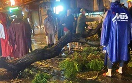 TP.HCM: Cành cây gãy trong mưa, đè một người đi đường tử vong