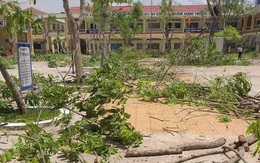 Từ vụ học sinh bị cây phượng đè tử vong: Bất cập về công tác quản lý cây xanh trong nhà trường?!