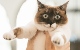 Đã đến lúc mèo cũng có tã dành riêng cho chúng