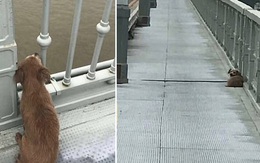 Xót xa: Chó đợi trên cầu 4 ngày sau khi chứng kiến chủ tự tử