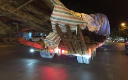 Xôn xao hình ảnh xe chở cây "quái thú" băng băng chạy trên đường ở Nghệ An