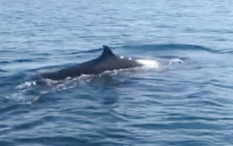 Cá voi xuất hiện ở biển Cù Lao Chàm