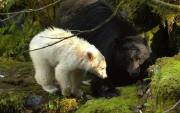 Phát hiện thú vị về những con gấu trắng linh thiêng của thổ dân Canada