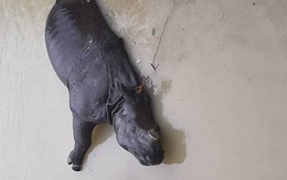 Tê giác quý hiếm chết đuối trong lũ lụt ở Ấn Độ
