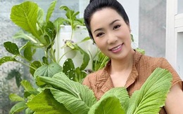 Vườn rau ăn không xuể trong biệt thự 200m2 của Á hậu Trịnh Kim Chi, ngạc nhiên nhất là chi phí đầu tư chỉ... 3 triệu đồng