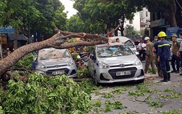 Hà Nội: Cây cổ thụ bất ngờ gãy đổ đè bẹp 3 ô tô trên đường Trần Hưng Đạo