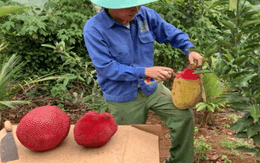 Biến mít thường thành mít da đỏ bằng cách xịt sơn