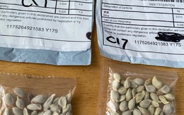 50 bang của Mỹ đồng loạt cảnh báo hạt giống bí ẩn từ Trung Quốc