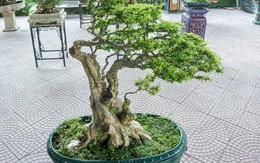 Ngắm cây mai chiếu thủy trăm tuổi, đại gia có tiền cũng không thể sở hữu