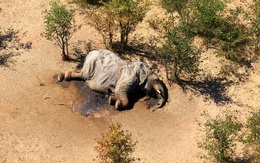 Hơn 400 con voi chết bí ẩn, điều gì đang xảy ra ở Botswana?