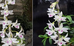 Bí ẩn chủ nhân chậu lan Juliet 83 tỷ, khiến cộng đồng cây cảnh 'chia phe'