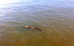Nghi cá sấu xuất hiện trên sông Sài Gòn