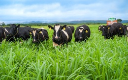 Nutifood chính thức ra mắt trang trại bò sữa Nutimilk – nâng chuẩn sữa tươi Việt Nam ngang tầm thế giới