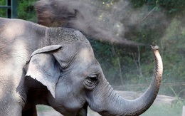 Vườn thú Ba Lan cho voi dùng cần sa để giảm căng thẳng