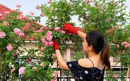 Vườn hồng 70 loại hoa của bà mẹ trẻ