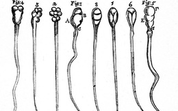 Phát hiện mới về cách hoạt động của tinh trùng, đánh đổ quan niệm sai lầm suốt 300 năm nay