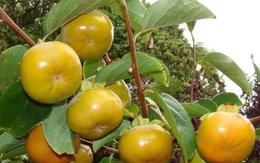 Bất ngờ loại hồng mới: Chẳng cần ngâm vẫn không chát, bao ngọt giòn