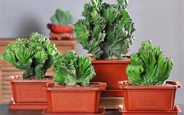 Trồng 4 loại cây này trong nhà, gia đình có ngay "máy tạo độ ẩm tự nhiên", thanh lọc không khí tiết kiệm được khối tiền điện mỗi năm