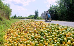 Chưa từng thấy, cam Vinh rụng đầy vườn, đổ đống bên đường