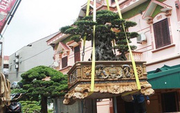 Mua cây 28 tỷ đồng, đại gia vẫn khen "rất rẻ", nếu giá gấp đôi vẫn mua
