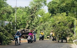 Chuyên viên phòng giáo dục ở Huế bị cây gãy đè tử vong