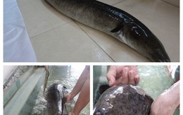 Người dân bắt được 2 con cá lệch 'khủng' trên sông Lam, bán giá 30 triệu đồng