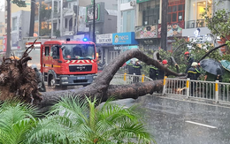 TP.HCM: Cây xanh bất ngờ bật gốc đổ ngang đường trong mưa to gió lớn, đè trúng 1 người đi xe máy