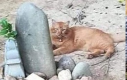 Mèo ngày ngày thăm mộ chủ suốt 2 năm