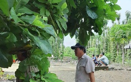 Phát hiện thi thể trong vườn tiêu ở Đồng Nai