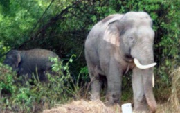 Đàn voi rừng ở Đồng Nai kéo vào rẫy của dân sinh hạ một chú voi con