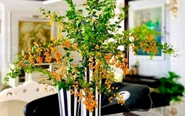 Cây bụi bờ rào: Ở quê cho không, Hà Nội thành hàng sang chảnh