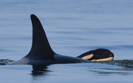 Hai năm sau lần mang xác con 17 ngày, cá voi mẹ đã sinh nở