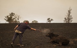 Xót xa nông dân Úc tự tay bắn chết bò bị bỏng nặng do cháy rừng