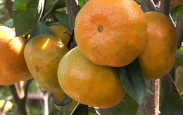 Quýt hồng chưng Tết giá tiền triệu