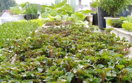 Sân thượng 25m² xanh tốt đủ rau quả quanh năm của cô giáo dạy Toán ở Quảng Ngãi