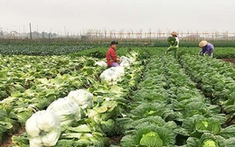 Chưa năm nào như năm nay, bán một sào rau đút túi ngay 2 chỉ vàng