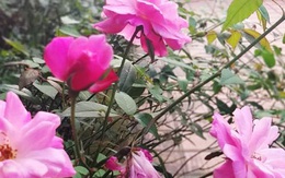 Nhận lời thách thức của vợ nhân tình, cô lao công làm điều không ngờ